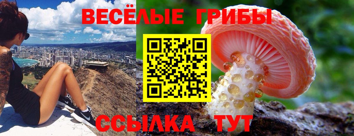 Псилоцибиновые грибы Psilocybe Вичуга